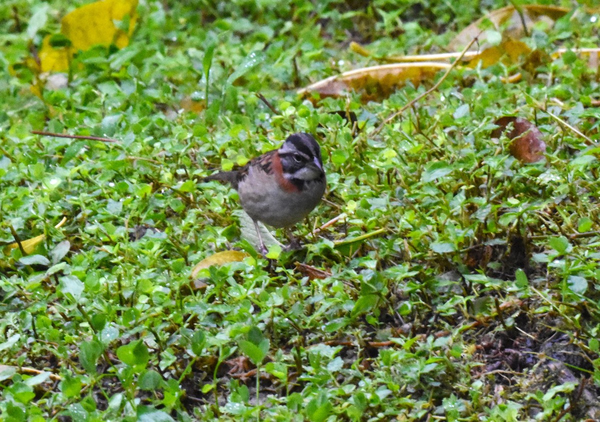 Rufous-collared Sparrow - ML620463184