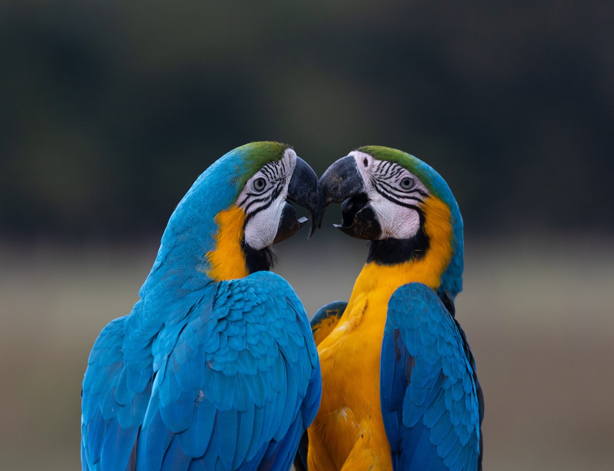 Blue-and-yellow Macaw - Xavier Munoz Neblina Forest.