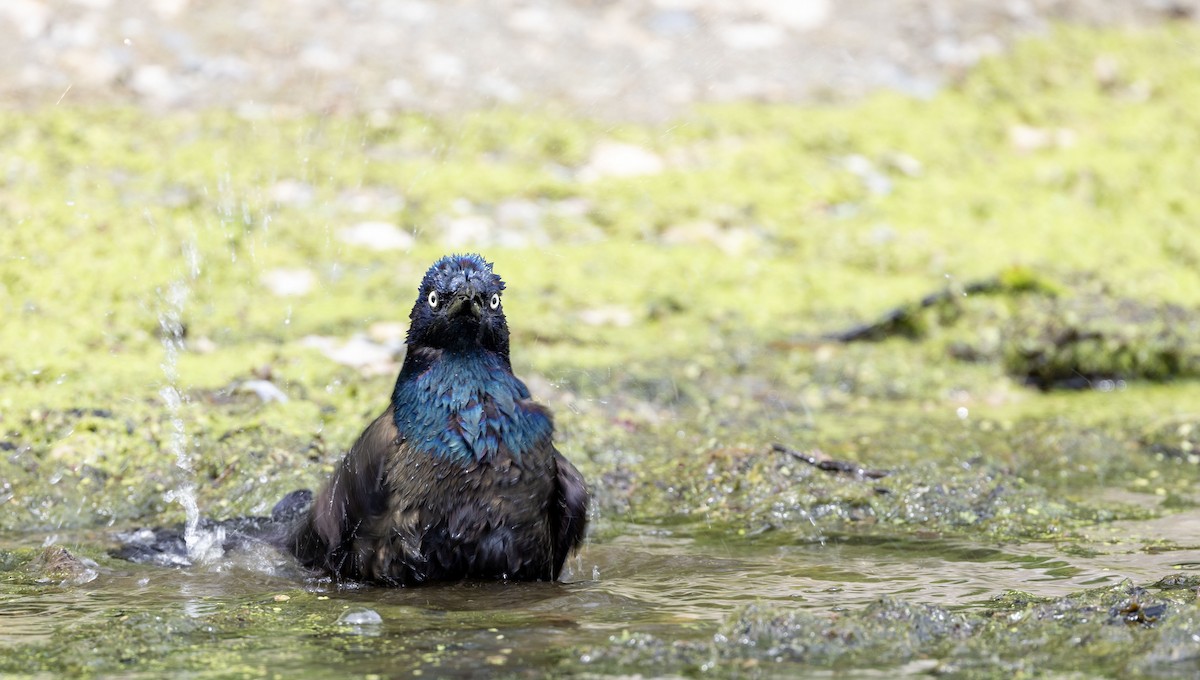 Common Grackle - ML620463187