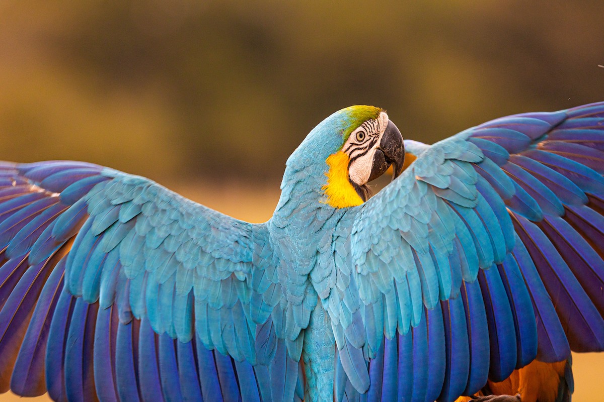 Blue-and-yellow Macaw - ML620463188