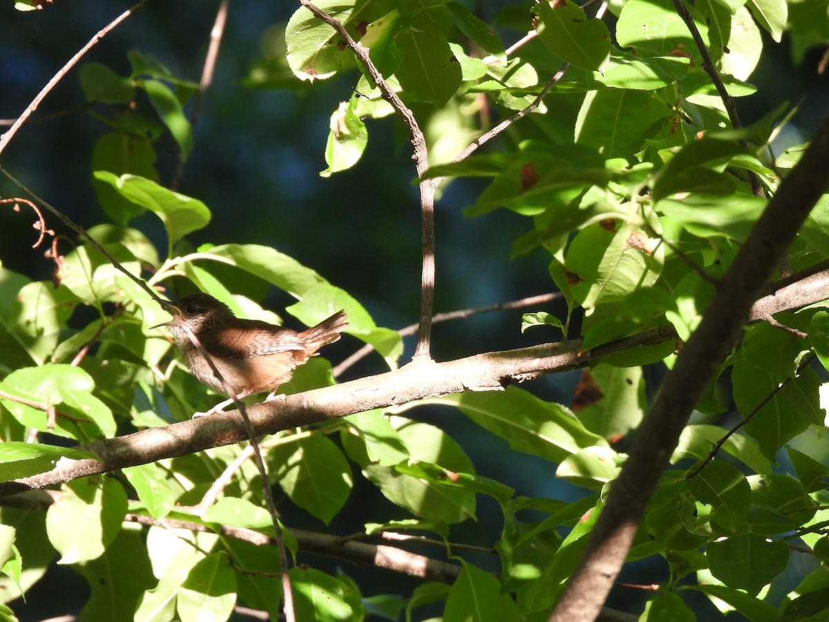 House Wren - ML620463191