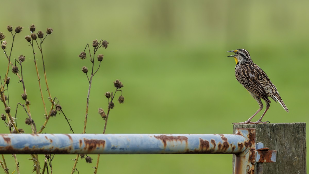 Eastern Meadowlark - ML620463195