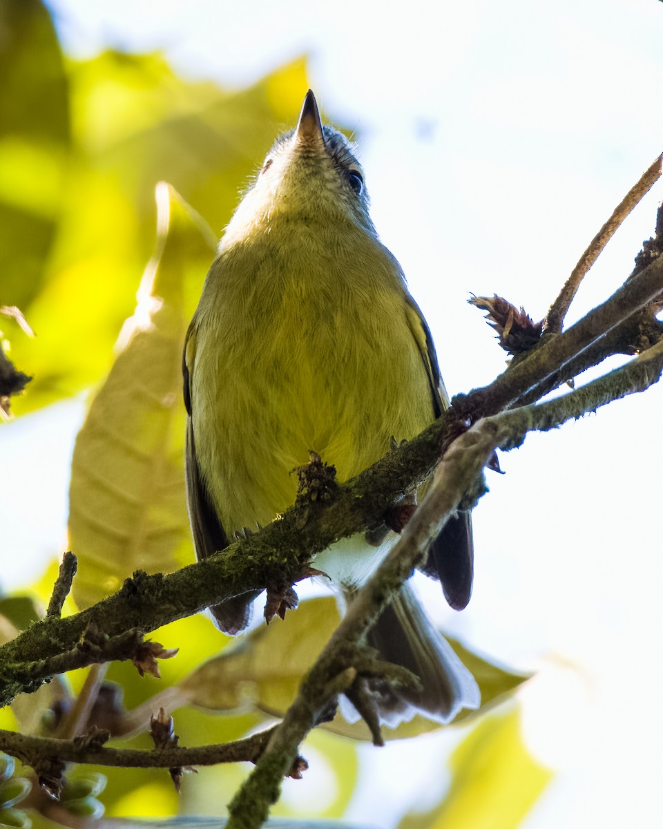 Mottle-cheeked Tyrannulet - ML620463198