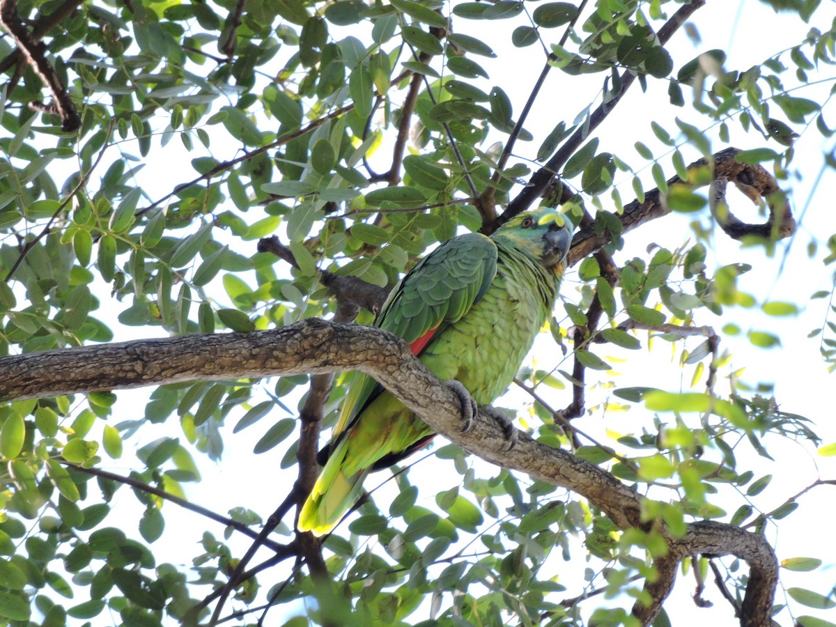 Turquoise-fronted Parrot - ML620463206