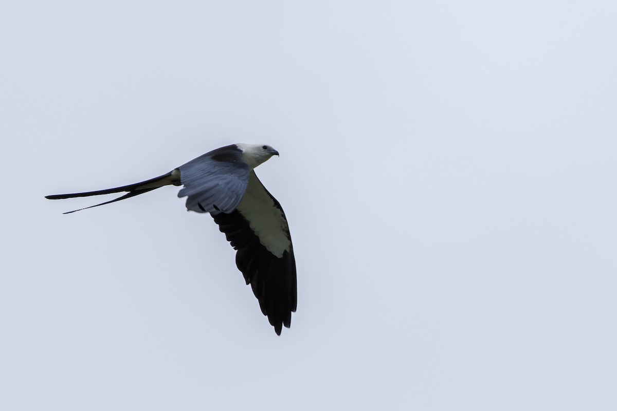 Swallow-tailed Kite - ML620463208