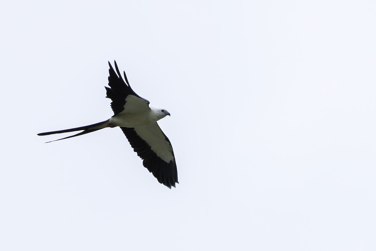 Swallow-tailed Kite - ML620463221