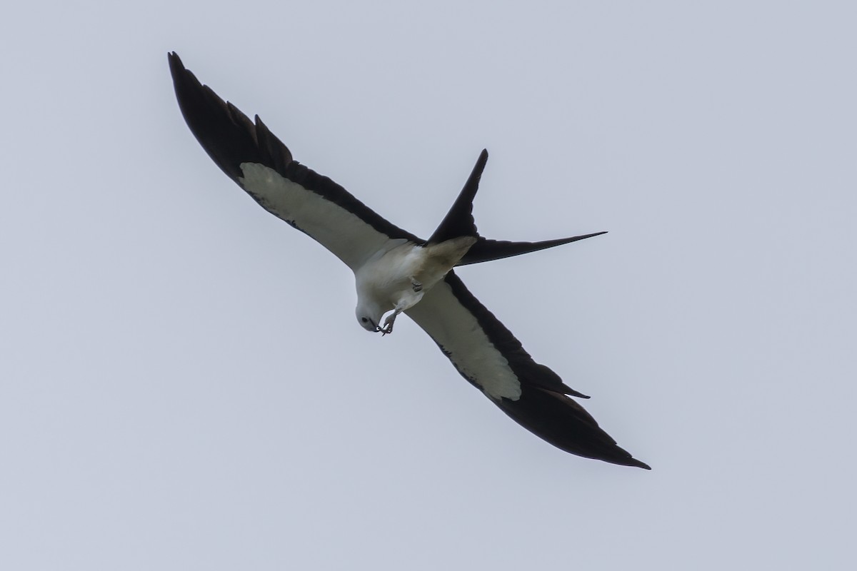 Swallow-tailed Kite - ML620463223