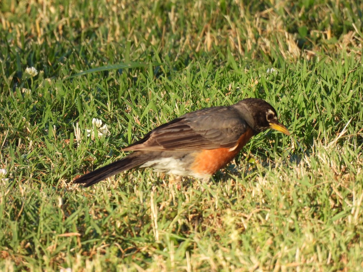 American Robin - ML620463224