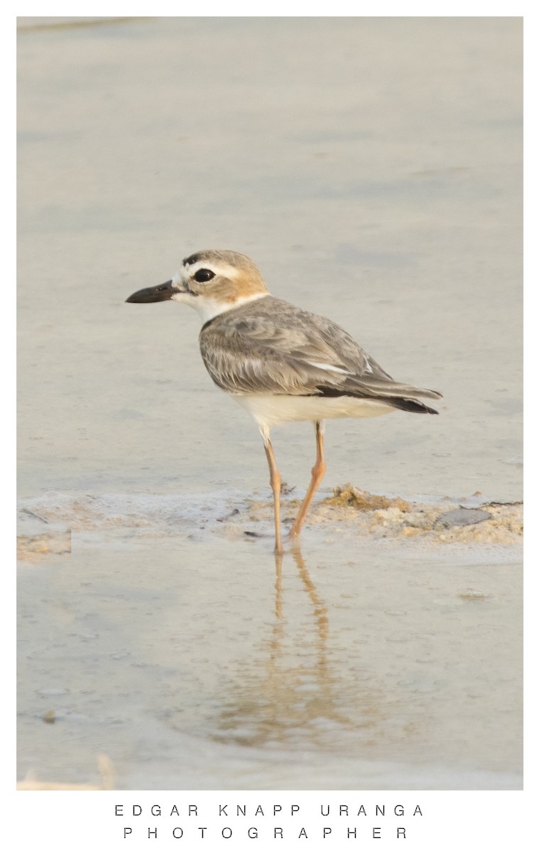 Wilson's Plover - ML620463226