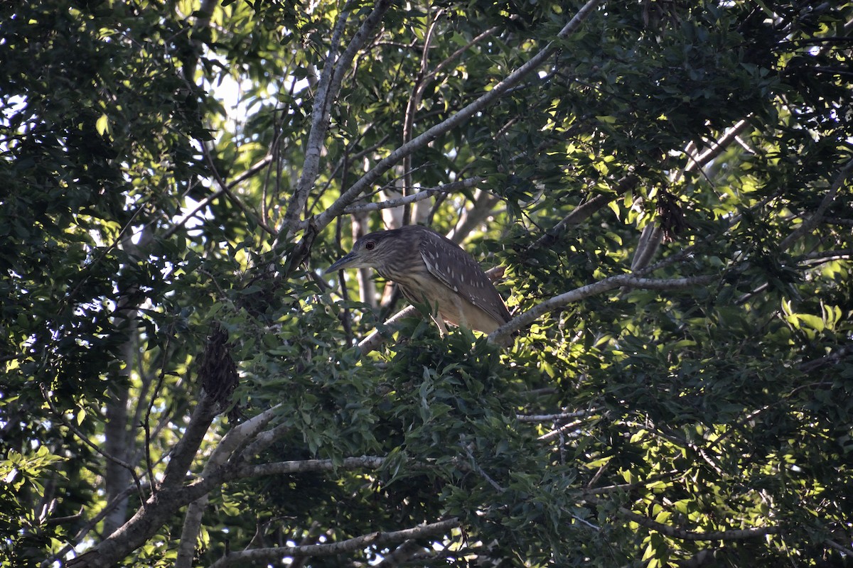 Black-crowned Night Heron - ML620463227