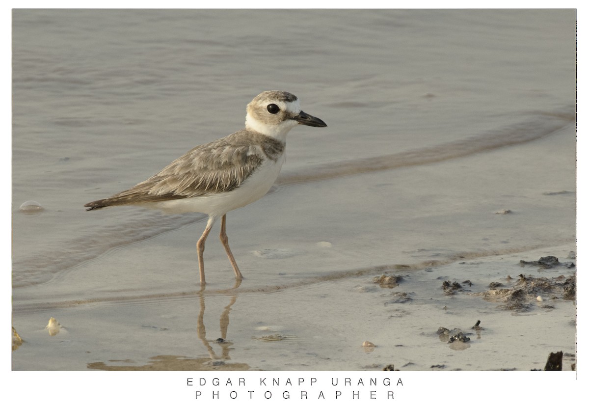 Wilson's Plover - ML620463230