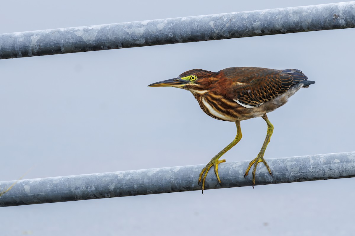 Green Heron - ML620463240