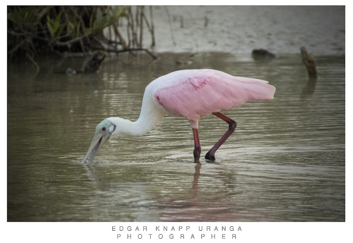 Roseate Spoonbill - ML620463248