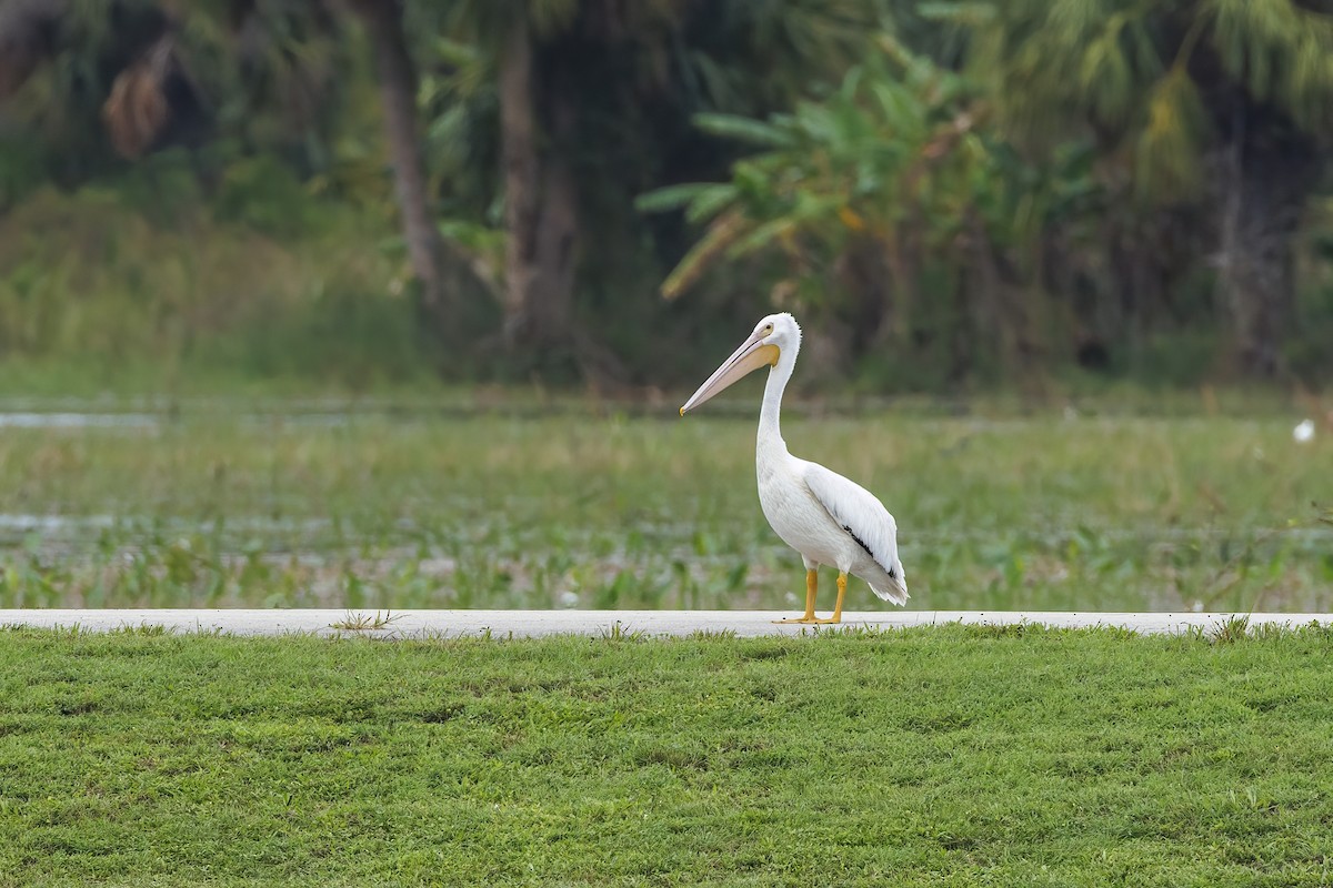 American White Pelican - ML620463254