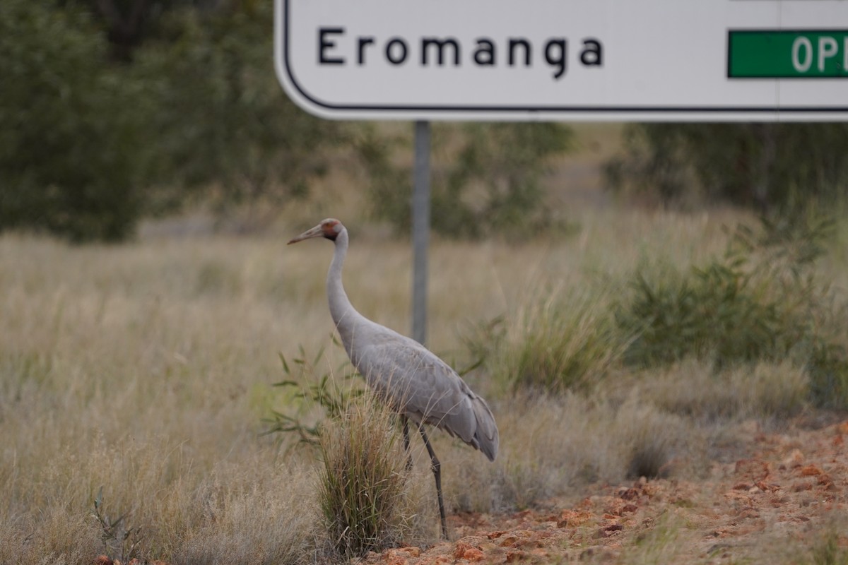 Brolga - Richard Maarschall