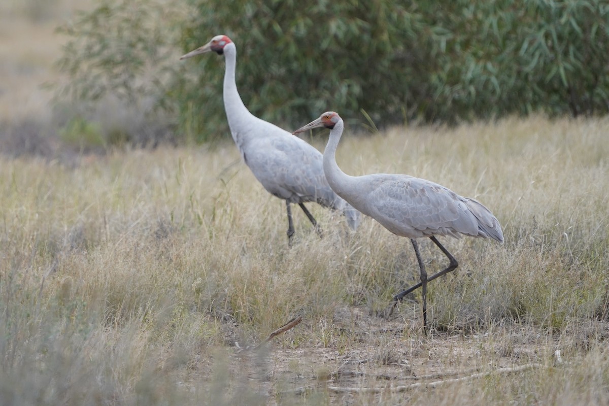 Brolga - ML620463256