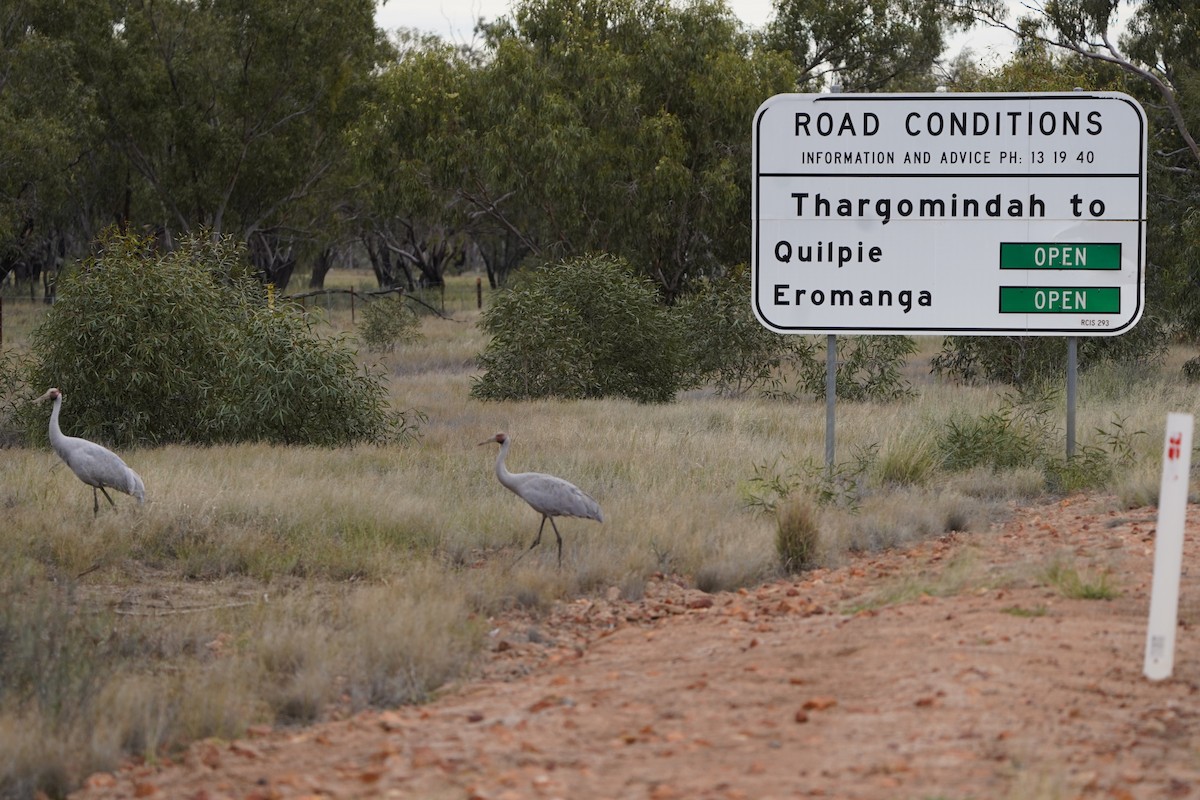 Brolga - Richard Maarschall