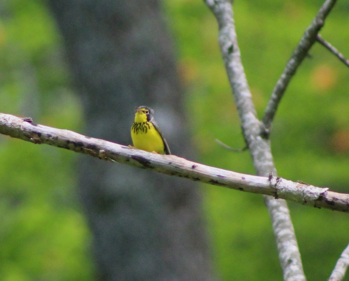 Canada Warbler - ML620463259