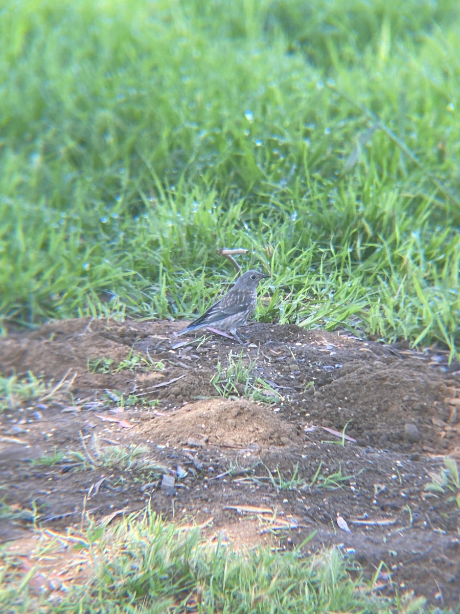 Western Bluebird - ML620463262