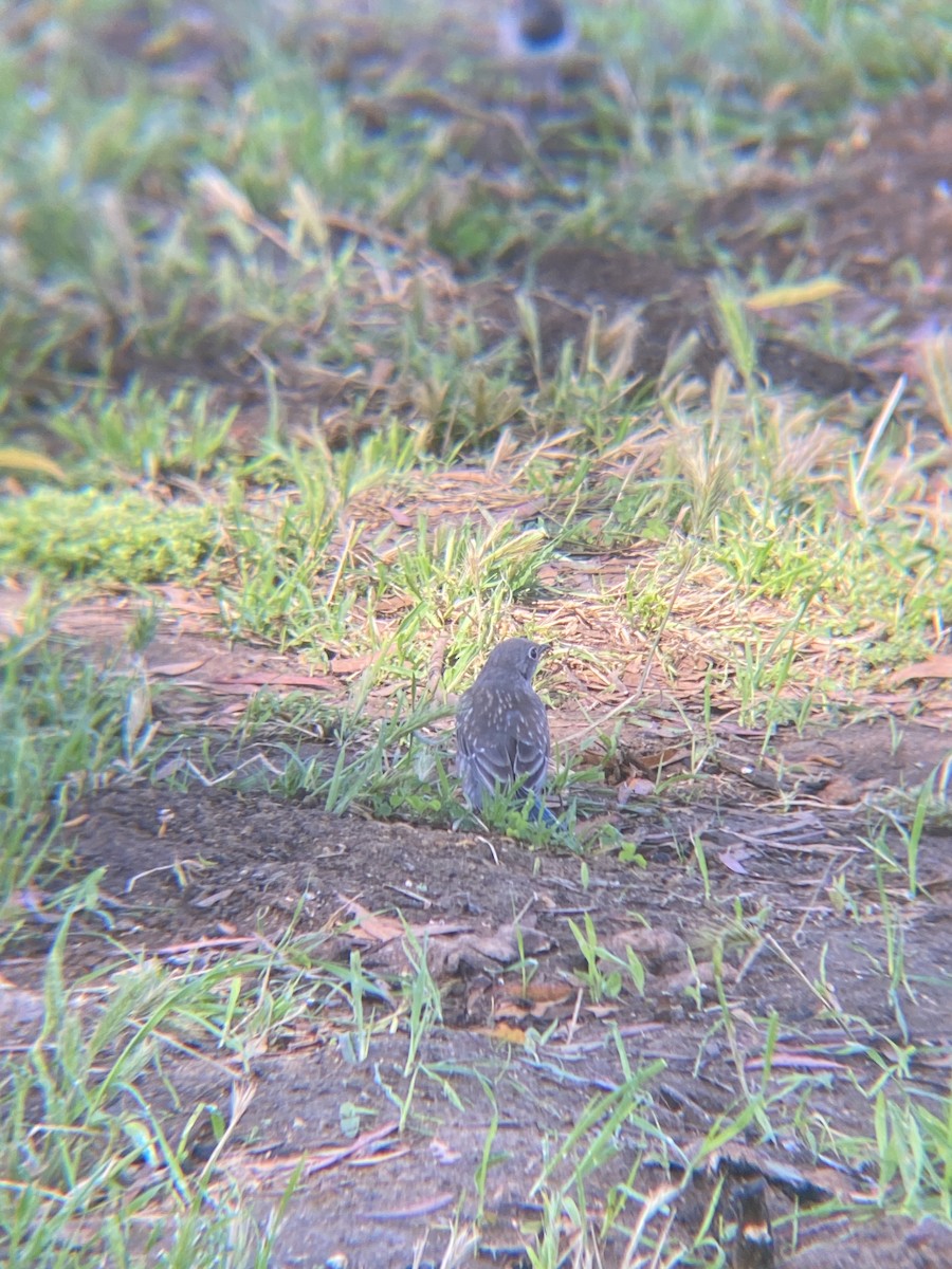 Western Bluebird - ML620463263