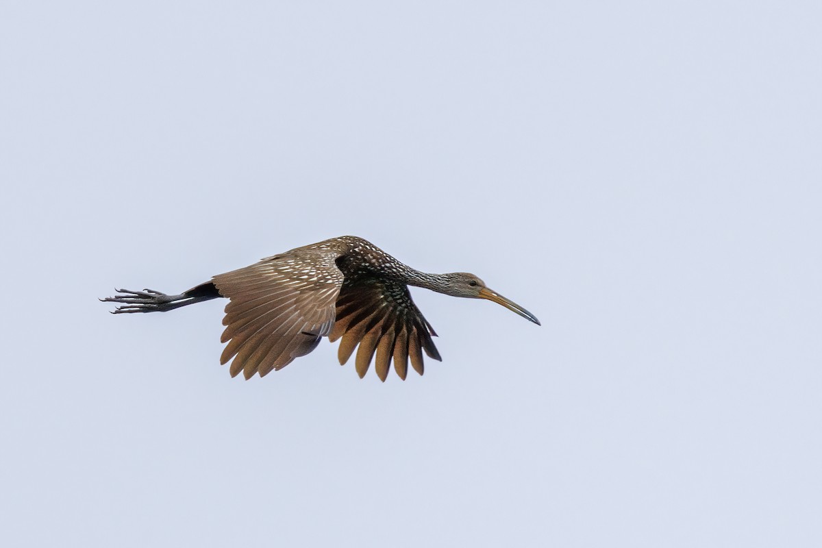 Limpkin - ML620463266