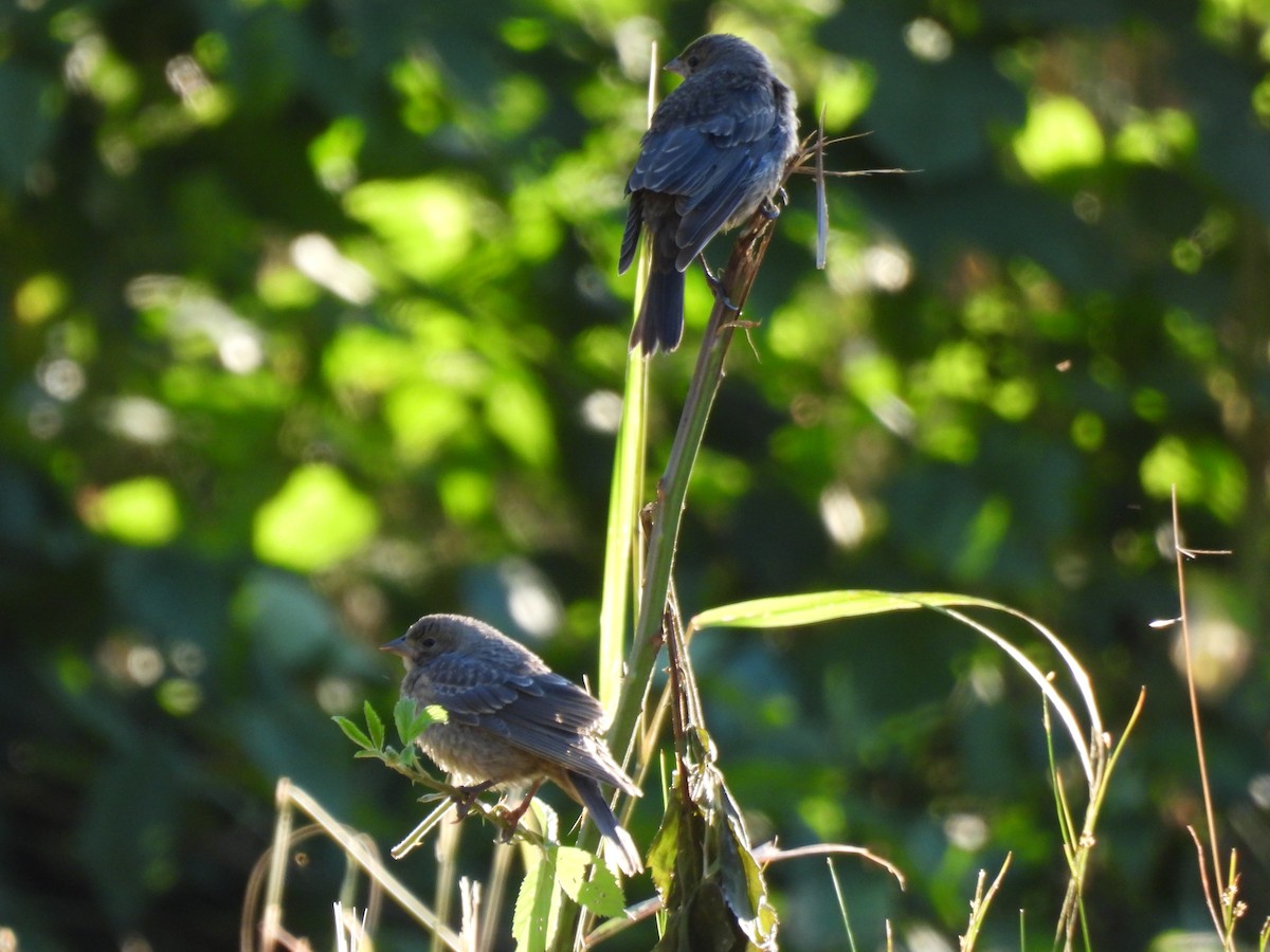 Brown-headed Cowbird - ML620463268