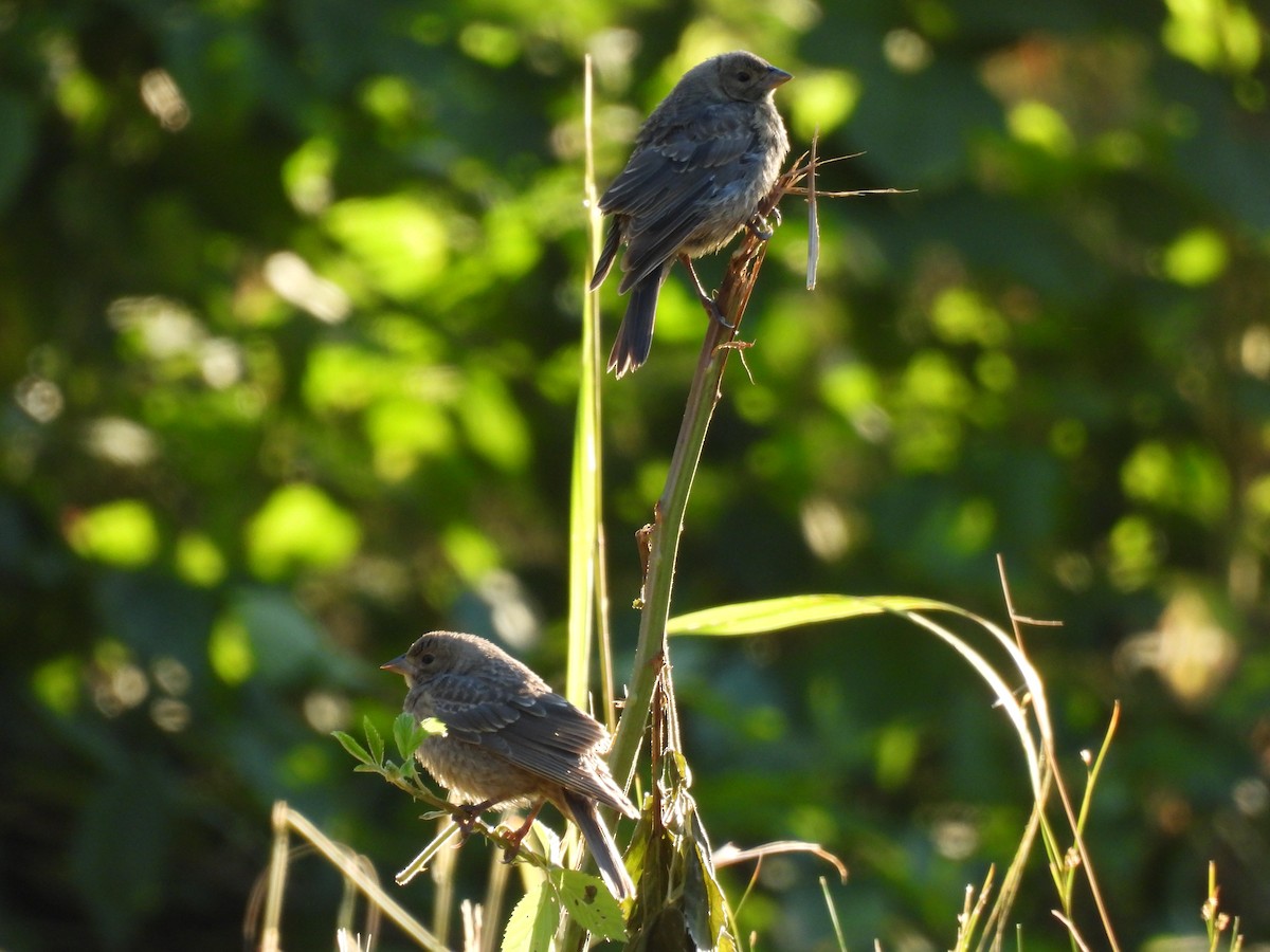 Brown-headed Cowbird - ML620463270