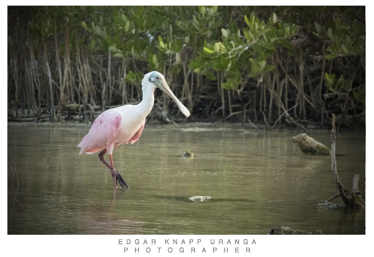 Roseate Spoonbill - ML620463275