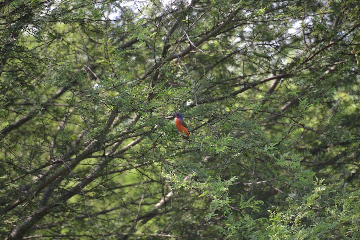 Painted Bunting - ML620463288