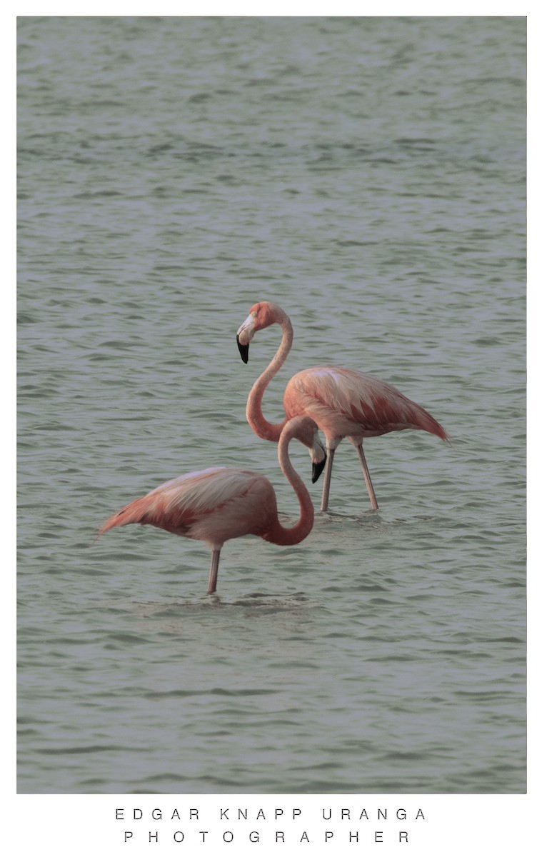 American Flamingo - ML620463294