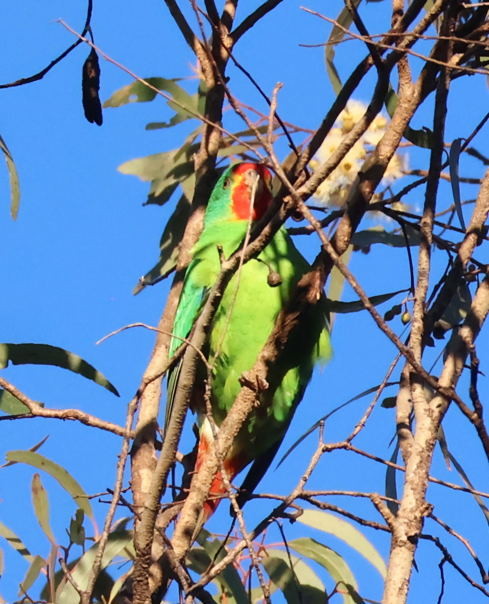 Swift Parrot - Rachel Brookes