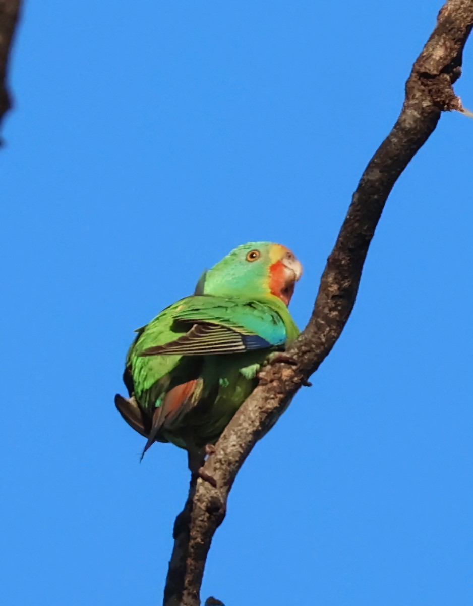 Swift Parrot - ML620463297