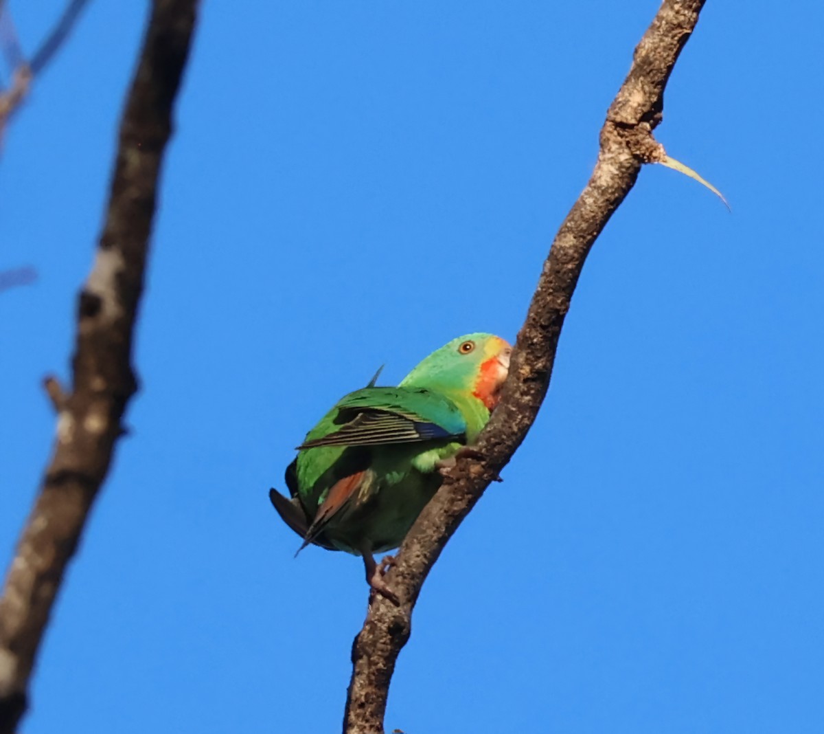 Swift Parrot - ML620463298