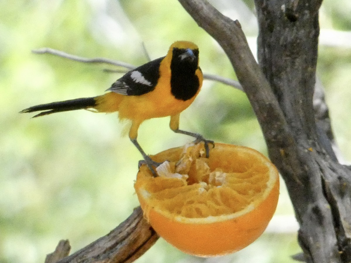 Hooded Oriole - ML620463301