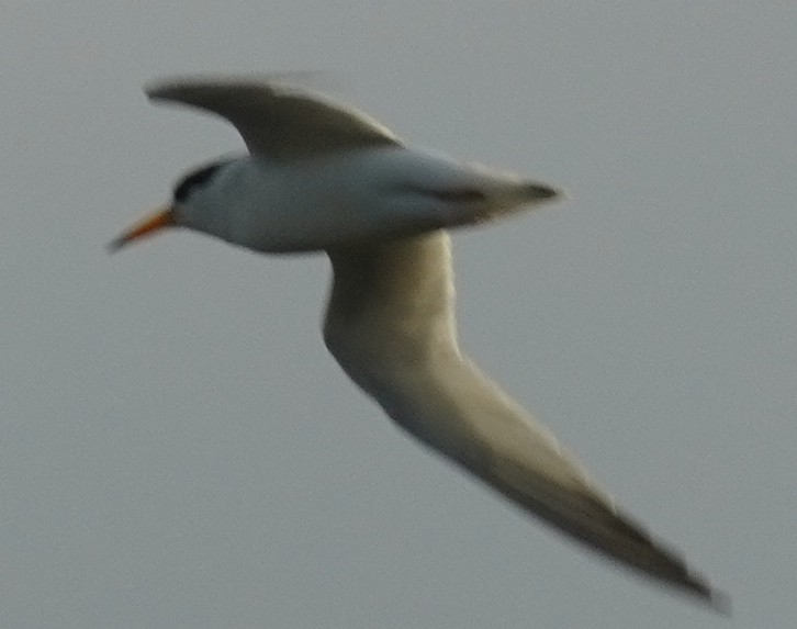 Least Tern - ML620463308