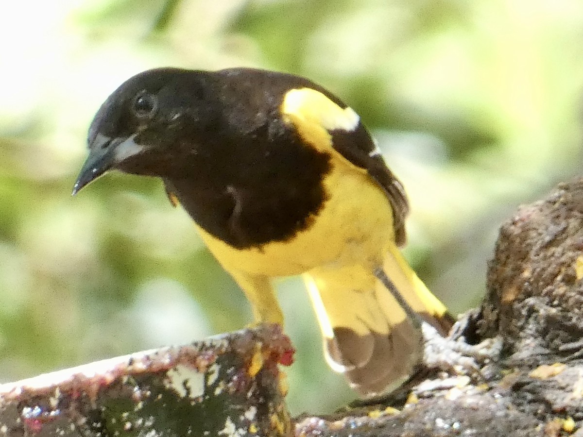 Scott's Oriole - ML620463313