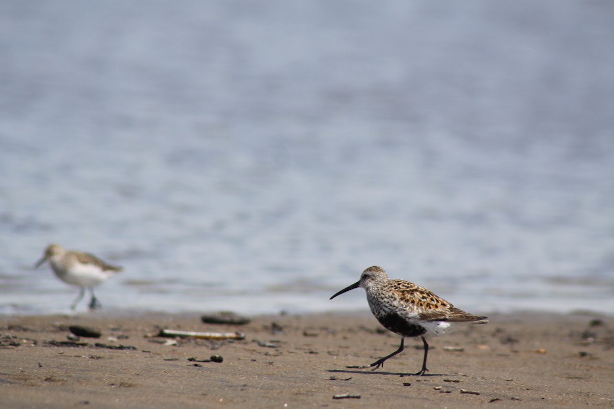 Dunlin - ML620463314