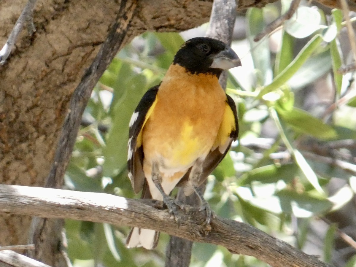 Black-headed Grosbeak - ML620463316