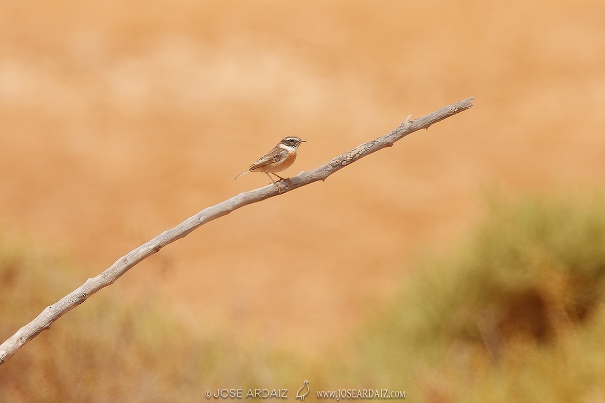 Fuerteventura Stonechat - ML620463329