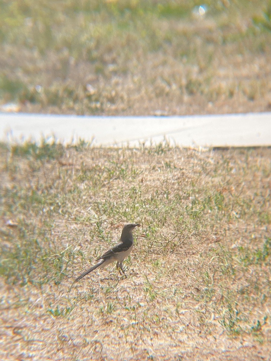 Northern Mockingbird - ML620463349