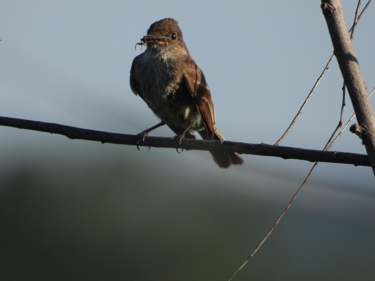 Eastern Phoebe - ML620463352