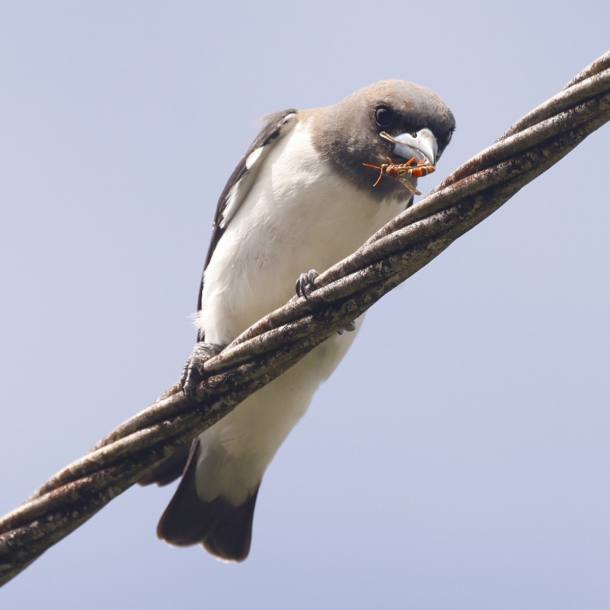 White-breasted Woodswallow - ML620463355