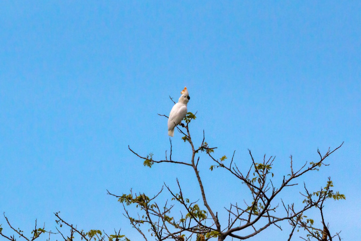 Sulphur-crested Cockatoo - William Clark