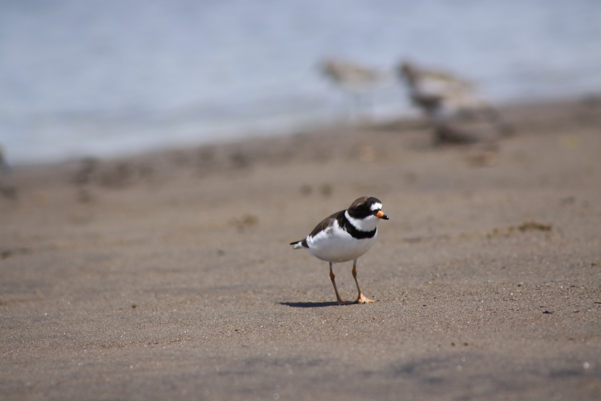 Semipalmated Plover - ML620463361