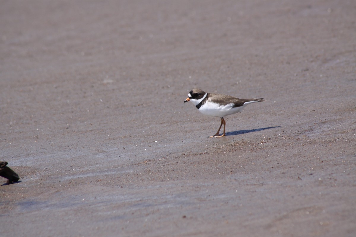 Semipalmated Plover - ML620463362