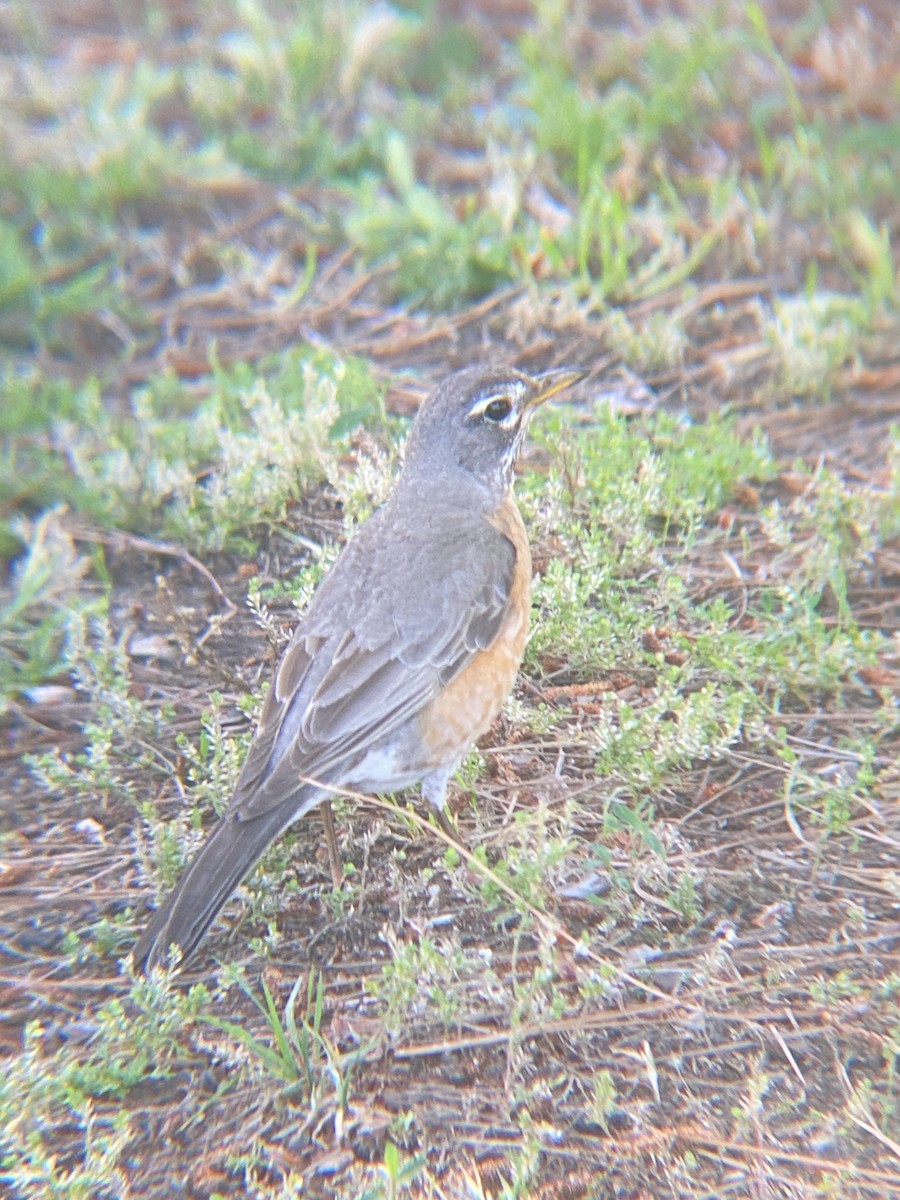 American Robin - ML620463367