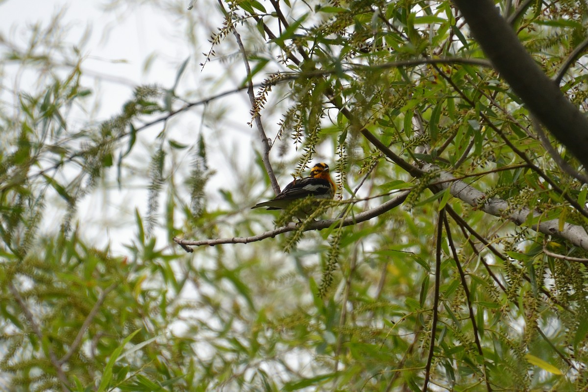 Blackburnian Warbler - ML620463374