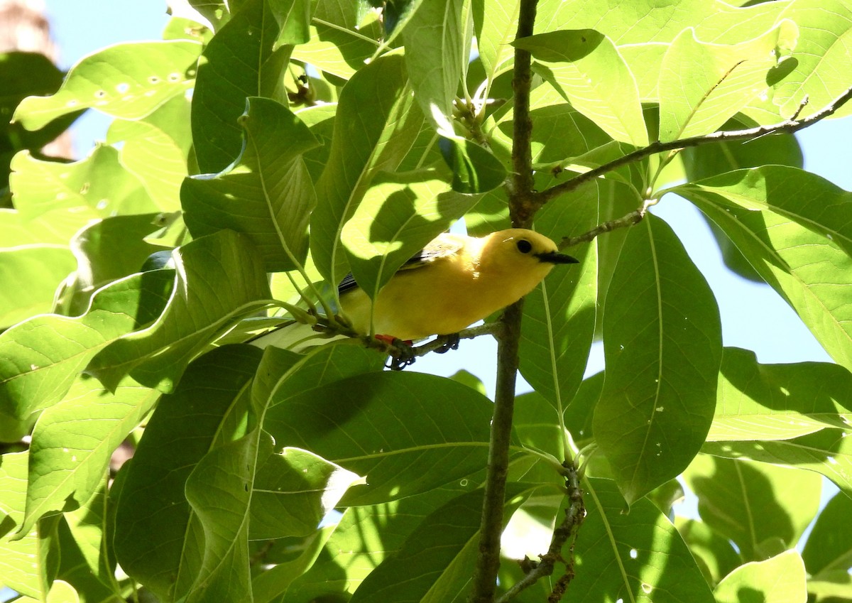 Prothonotary Warbler - ML620463376