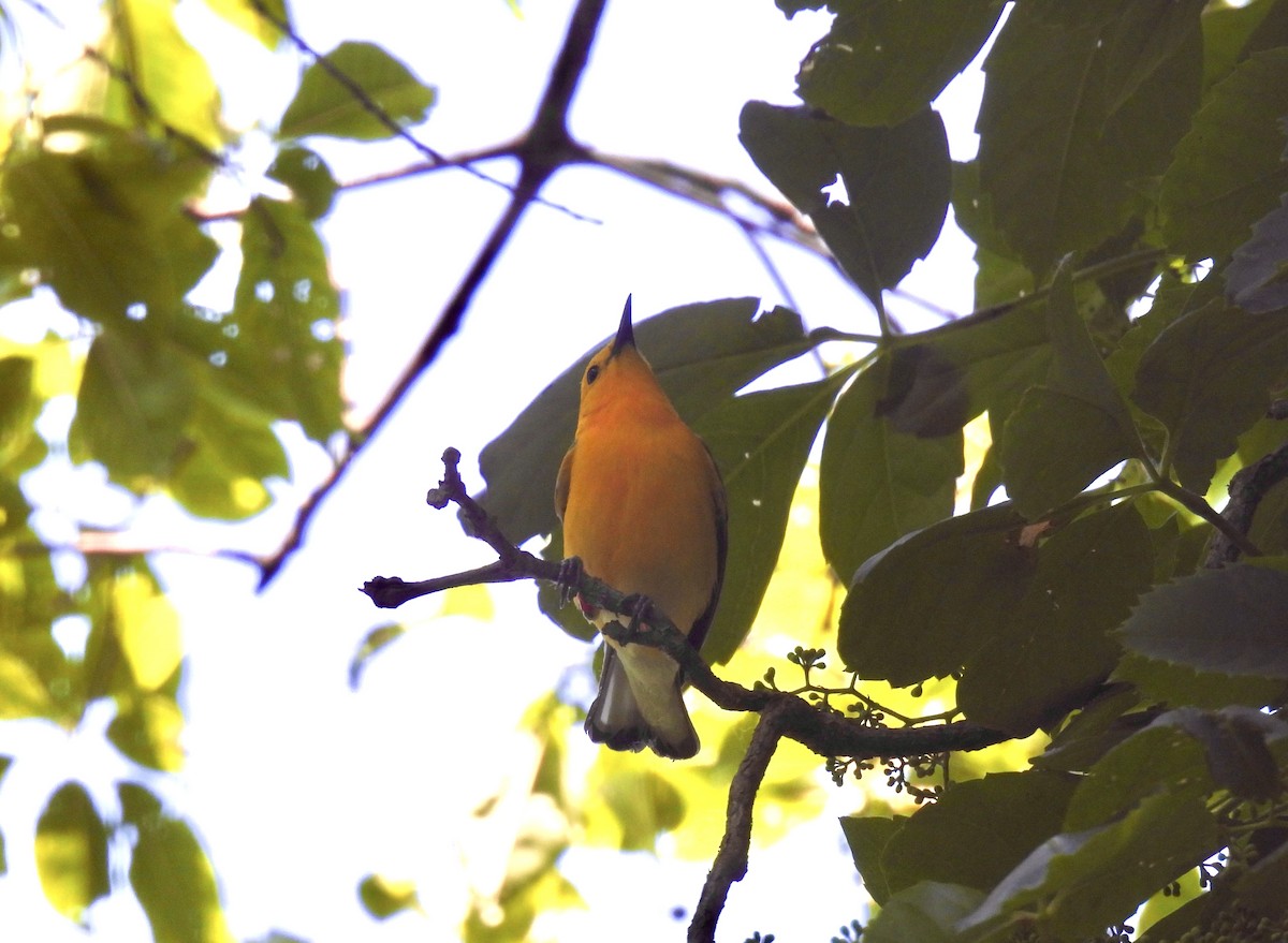 Prothonotary Warbler - ML620463377