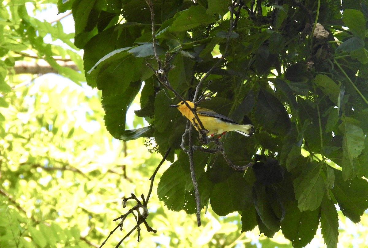 Prothonotary Warbler - ML620463378